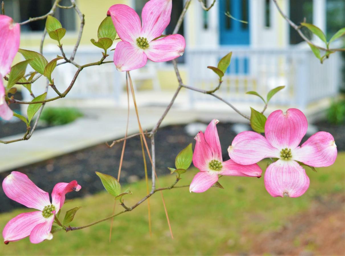 בת'אני ביץ' Meris Gardens B&B מראה חיצוני תמונה